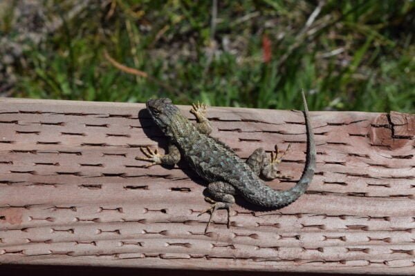 Western fence lizard Facts,