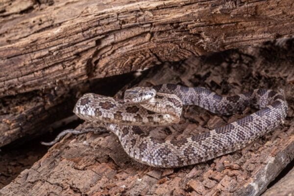 Western hognose snake