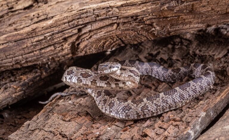 Western hognose snake Facts, FAQs, Behaviour, Habitat and Conservation