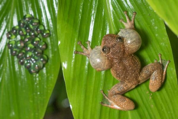 Wrinkled frog Facts