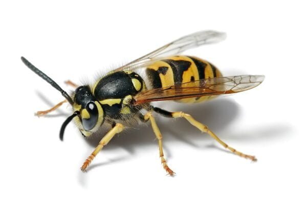 Yellow Jacket insect Facts