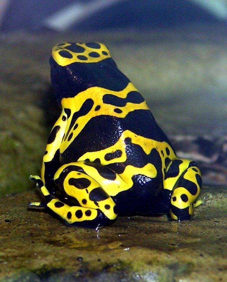 Yellow-banded poison dart frog Facts, FAQs, Behaviour, Habitat, Conservation and More