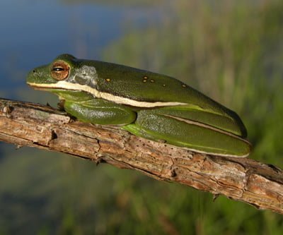 Yellow-striped tree frog Facts, FAQs, Behaviour, Habitat, Conservation and More