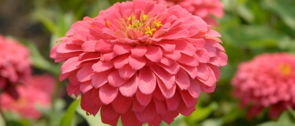 Zinnia Flower Facts