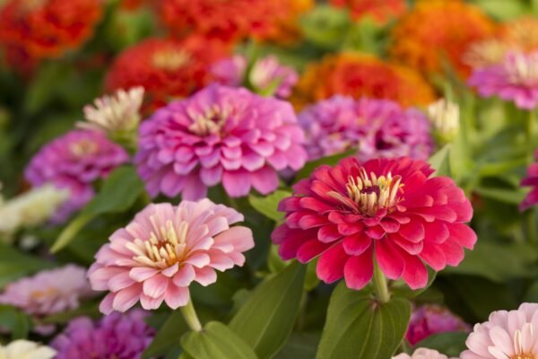 Zinnia Flower Facts