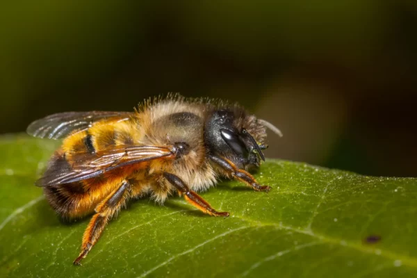 Bee insect Facts