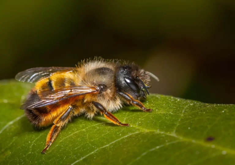 Bee insect Facts, FAQs, Behaviour, Habitat, Conservation and more