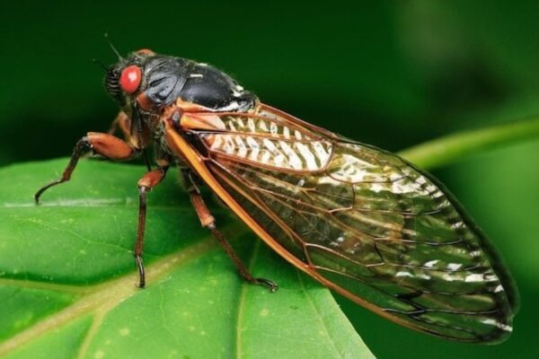 Cicada insect Facts