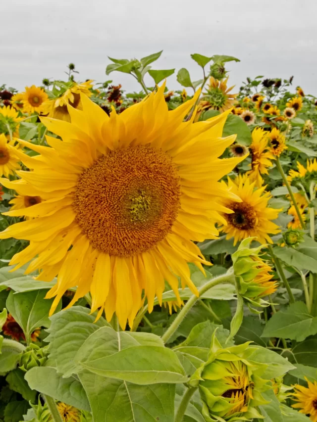 10 Interesting Facts About Sunflower - Study Notes And Articles