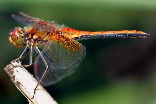 Dragonfly insect Facts