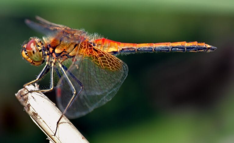 Dragonfly insect Facts, FAQs, Behaviour, Habitat, Conservation and more