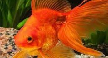 Goldfish Facts, FAQs, Behaviour, Habitat, Conservation and More