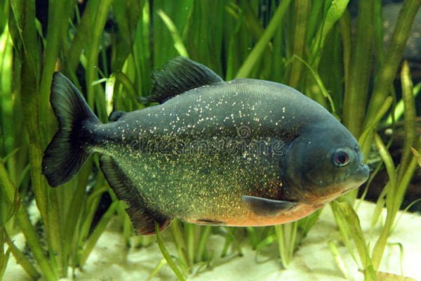 Piranha Facts