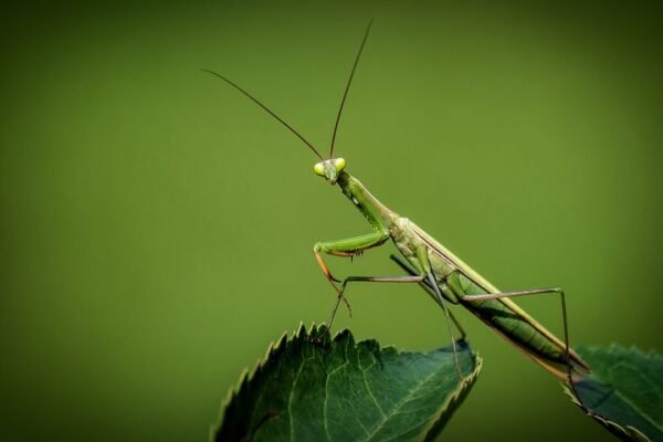 Praying Mantis insect Facts