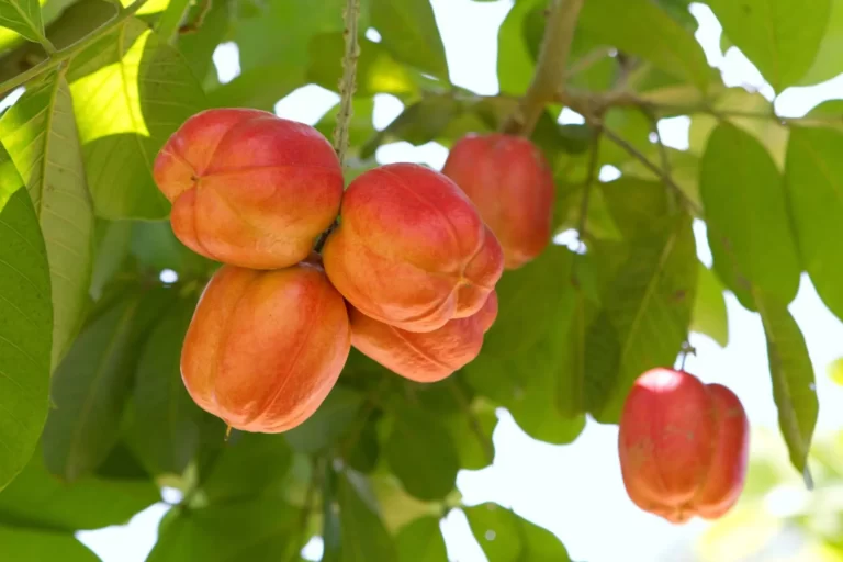 Ackee Fruit Facts,FAQs, Behaviour, Habitat, Conservation and more
