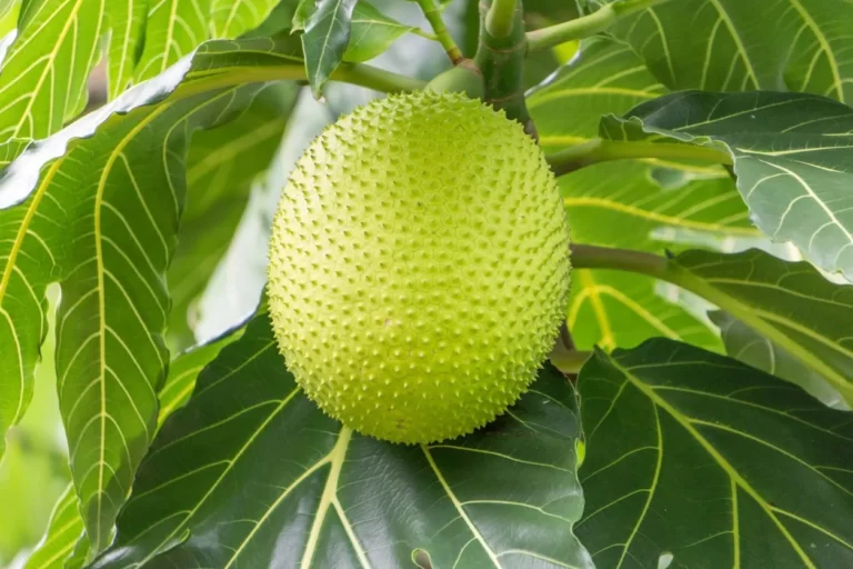 Breadfruit Fruit Facts, FAQs, Uses, Cultivation, Botany, Significance and more