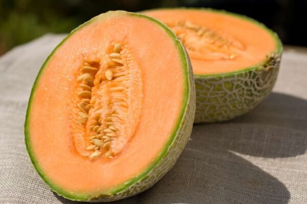 Cantaloupe