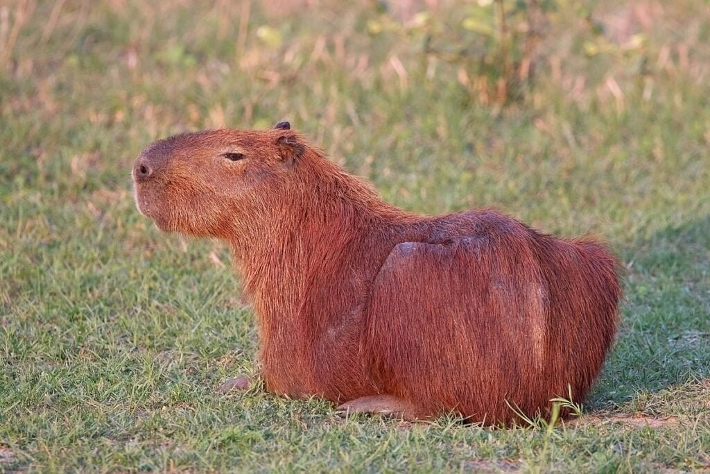 Capybara Facts