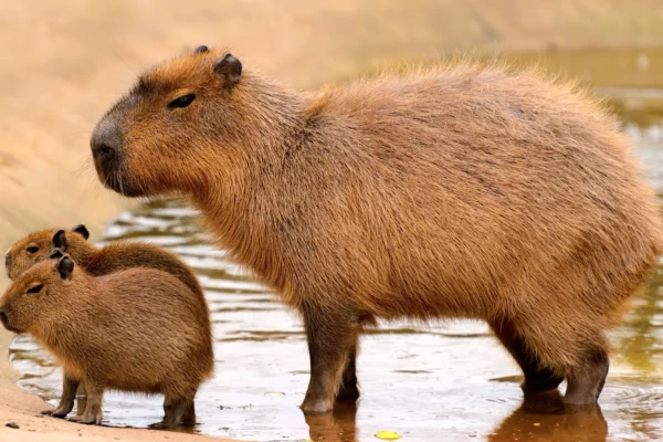 Capybara Facts