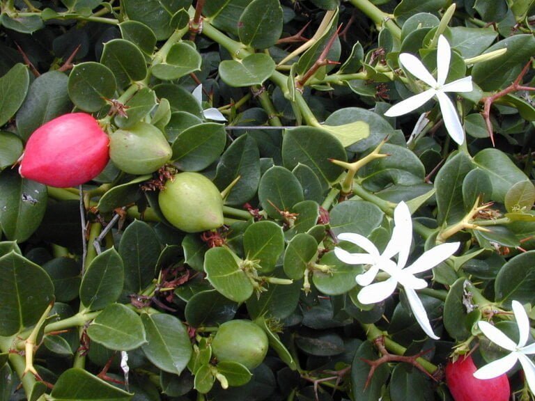 Carissa Fruit Facts ,FAQs, Behaviour, Habitat, Conservation and more