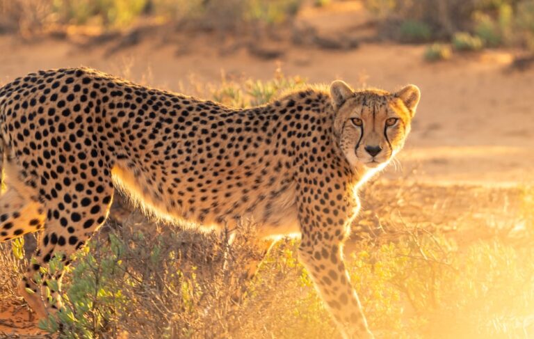 Cheetah Facts, FAQs, Behaviour, Habitat and Conservation