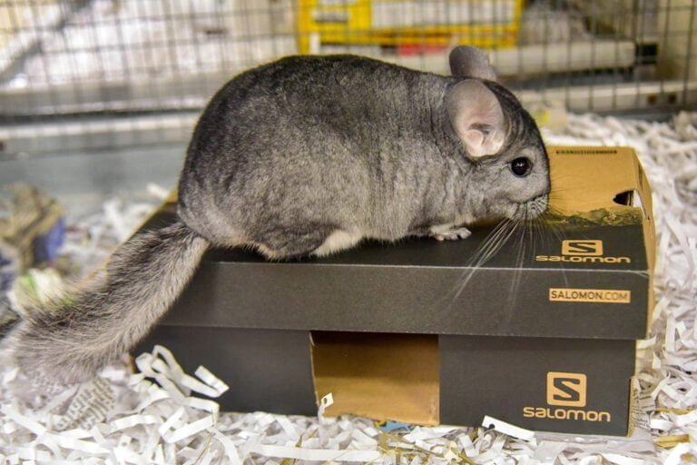 Chinchilla Facts, FAQs, Behaviour, Habitat and Conservation