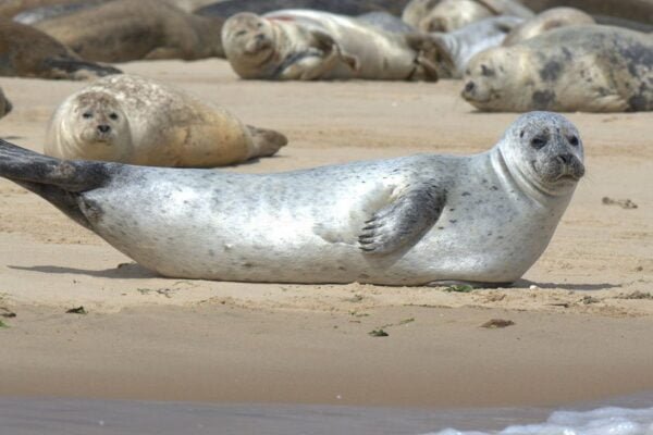 Common seal facts