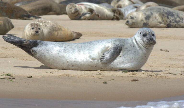 Common seal Facts, FAQs, Behaviour, Habitat and Conservation