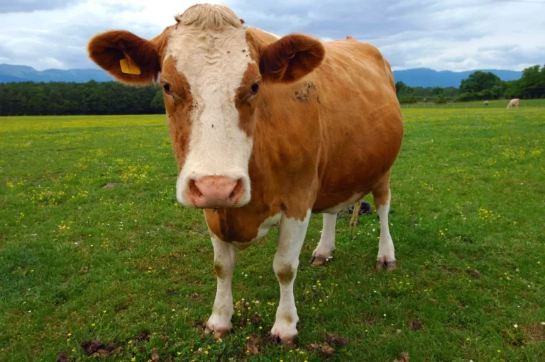 Cow Facts, FAQs, Behaviour, Habitat and Conservation