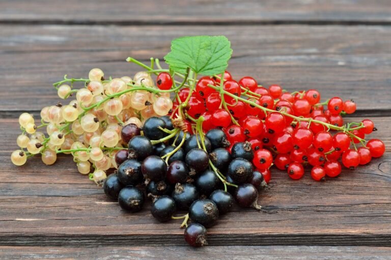 Currant Fruit Facts ,FAQs, Behaviour, Habitat, Conservation and more