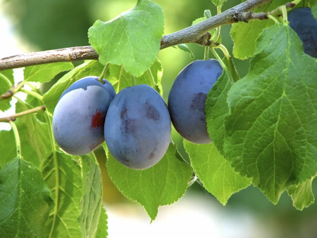 Damson Fruit Facts