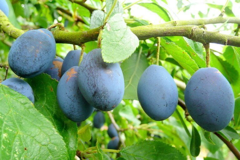 Damson Fruit Facts,FAQs, Behaviour, Habitat, Conservation and more