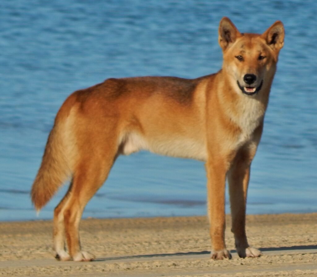 Dingo facts