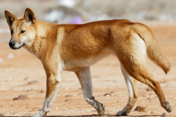 Dingo facts