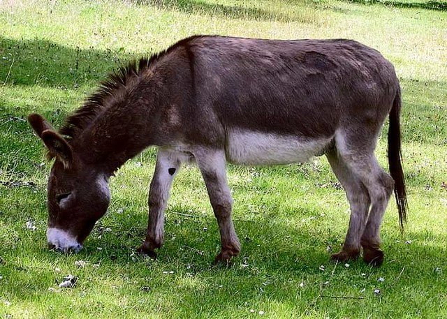 Donkey Facts, FAQs, Behaviour, Habitat and Conservation