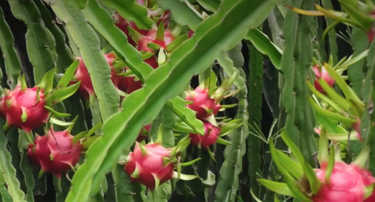 Dragonfruit (pitaya) Fruit Facts,FAQs, Behaviour, Habitat, Conservation and more