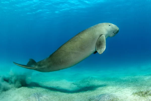 Dugong Facts