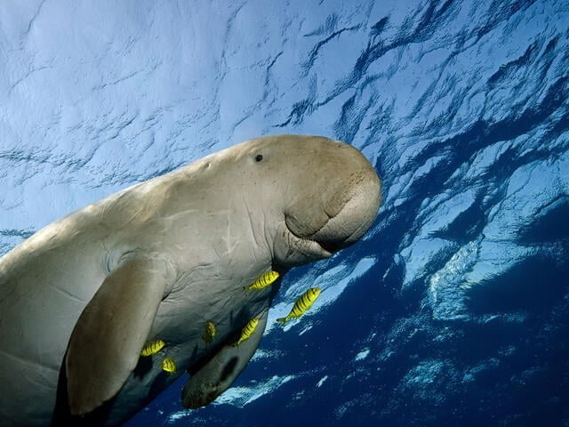 Dugong Facts