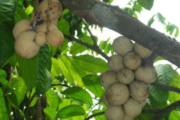 Duku Fruit Facts