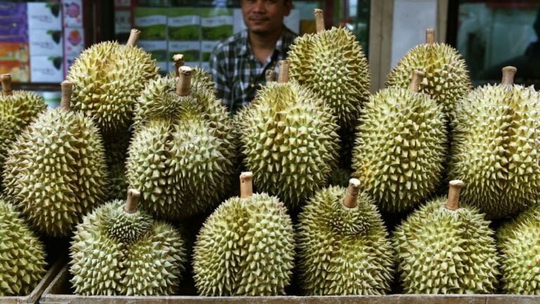 Durian Fruit Facts ,FAQs, Behaviour, Habitat, Conservation and more