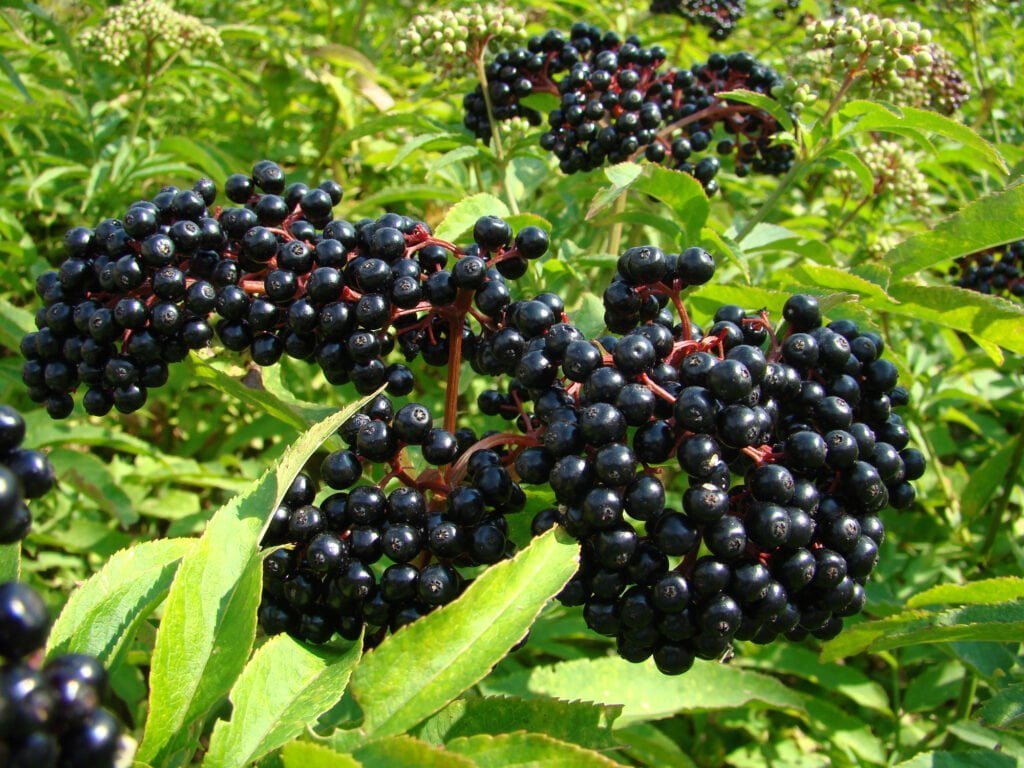 Elderberry Fruit Facts