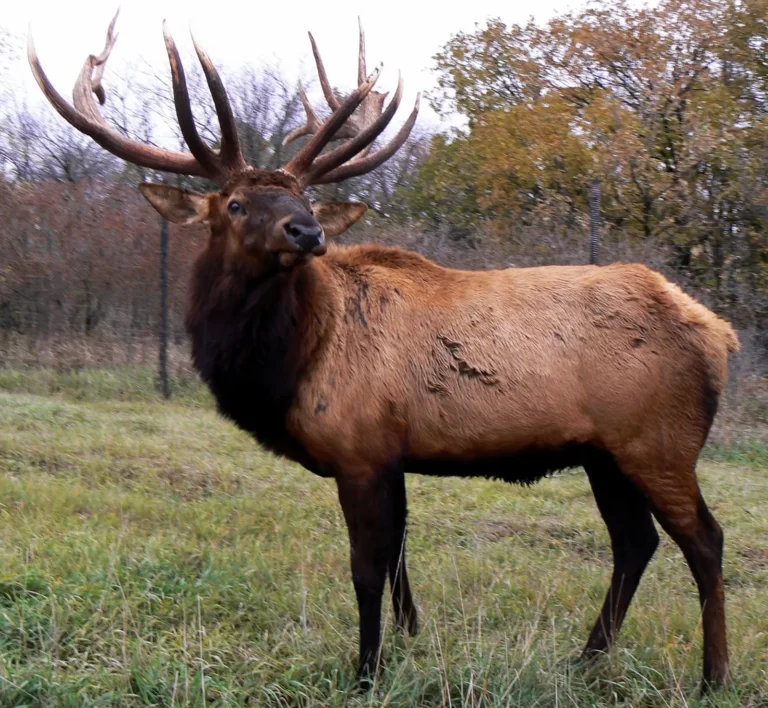 Elk Facts, FAQs, Behaviour, Habitat and Conservation