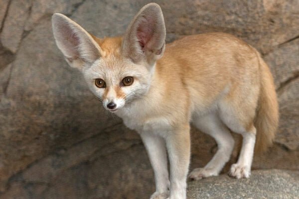 Fennec fox Facts