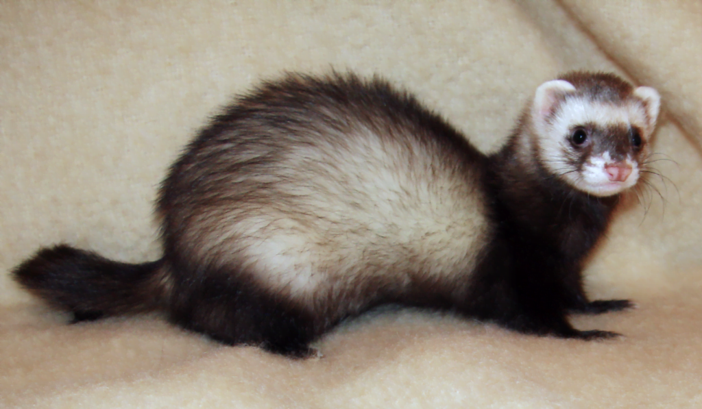 Ferret Facts 