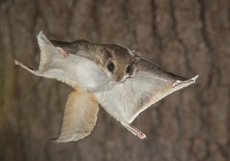 Flying squirrel Facts, FAQs, Behaviour, Habitat and Conservation