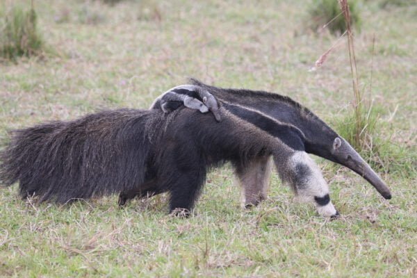 Giant anteater Facts