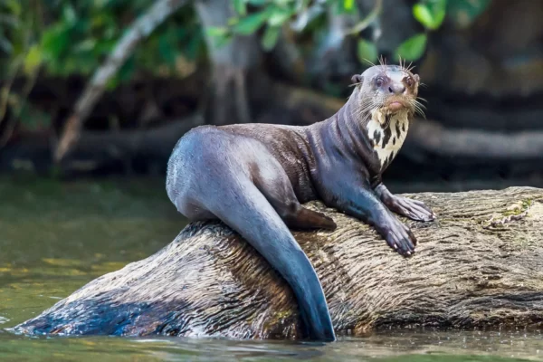 Giant otter Facts