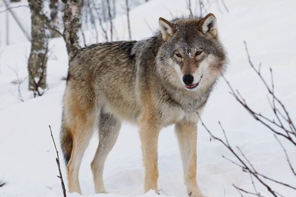 Gray wolf Facts