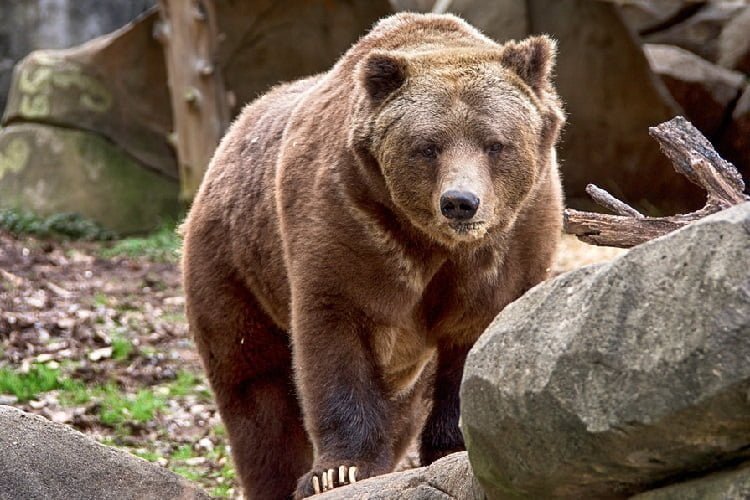 Are Grizzly Bears Endangered?