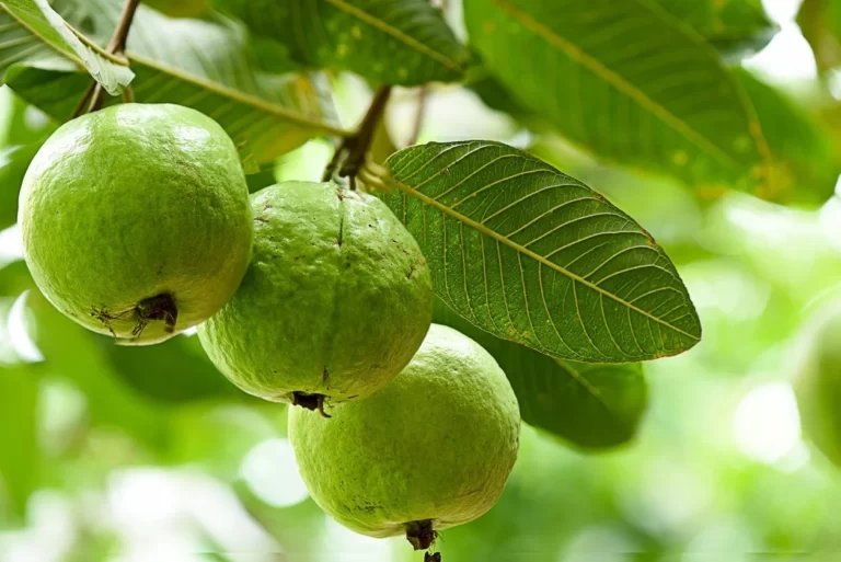 Guava Fruit Facts,FAQs, Behaviour, Habitat, Conservation and more